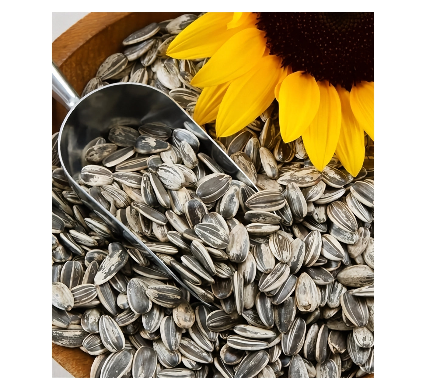 SkyGold - Finest Sunflower Seeds 2.5kg - Buy Online SPR Centre UK