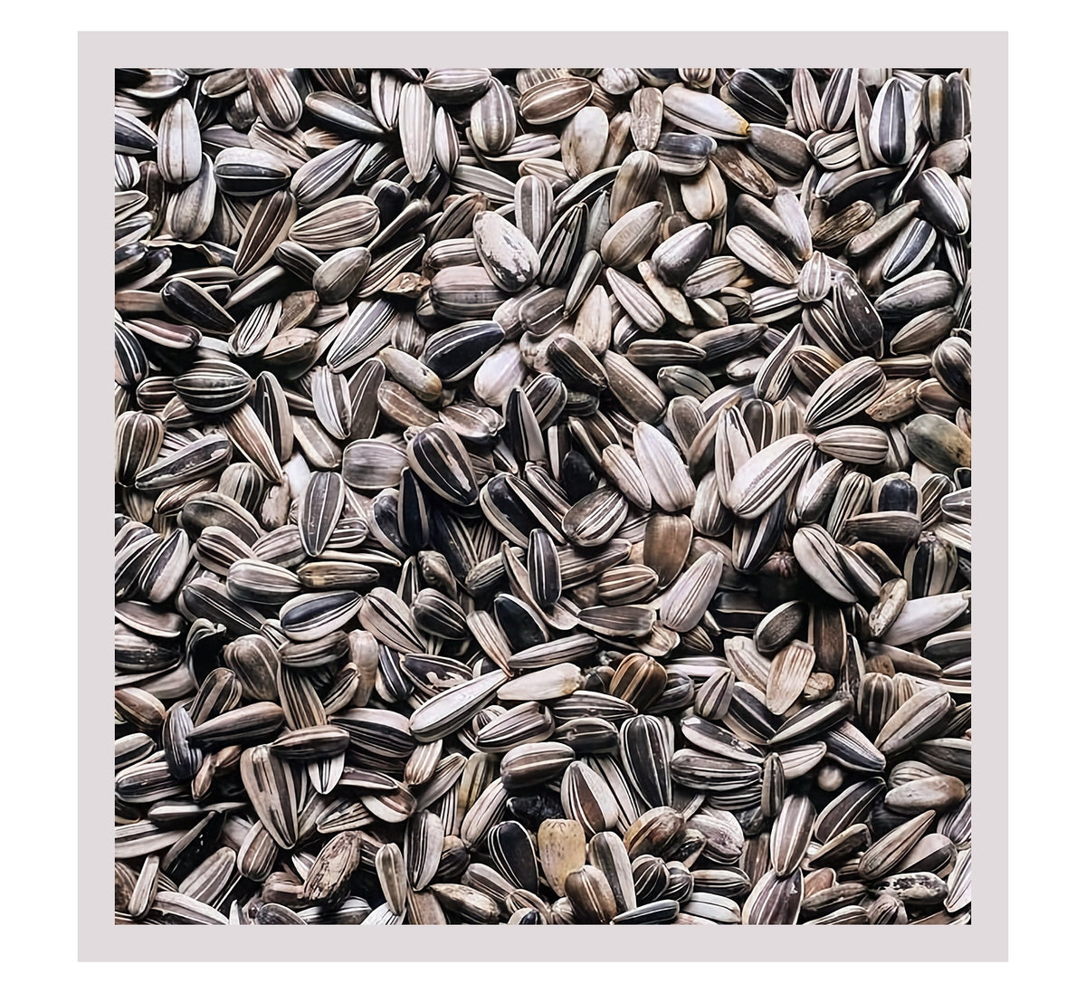 SkyGold - Finest Sunflower Seeds 2.5kg - Buy Online SPR Centre UK