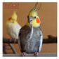 SkyGold - Cockatiel & Parakeet Mix - Buy Online SPR Centre UK