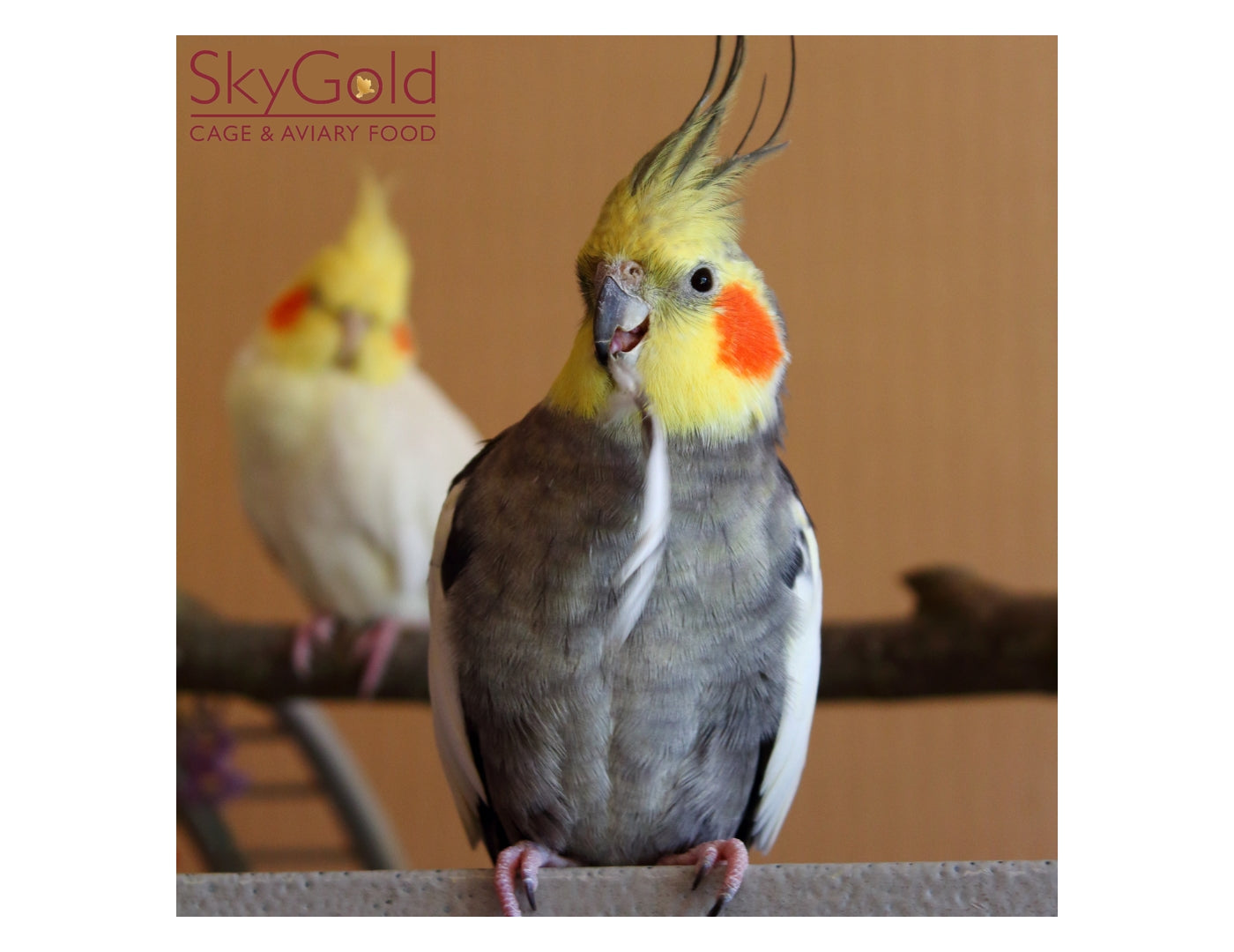 SkyGold - Cockatiel & Parakeet Mix - Buy Online SPR Centre UK