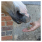 Spillers - Meadow Herb Horse Treats 1kg - Buy Online SPR Centre UK