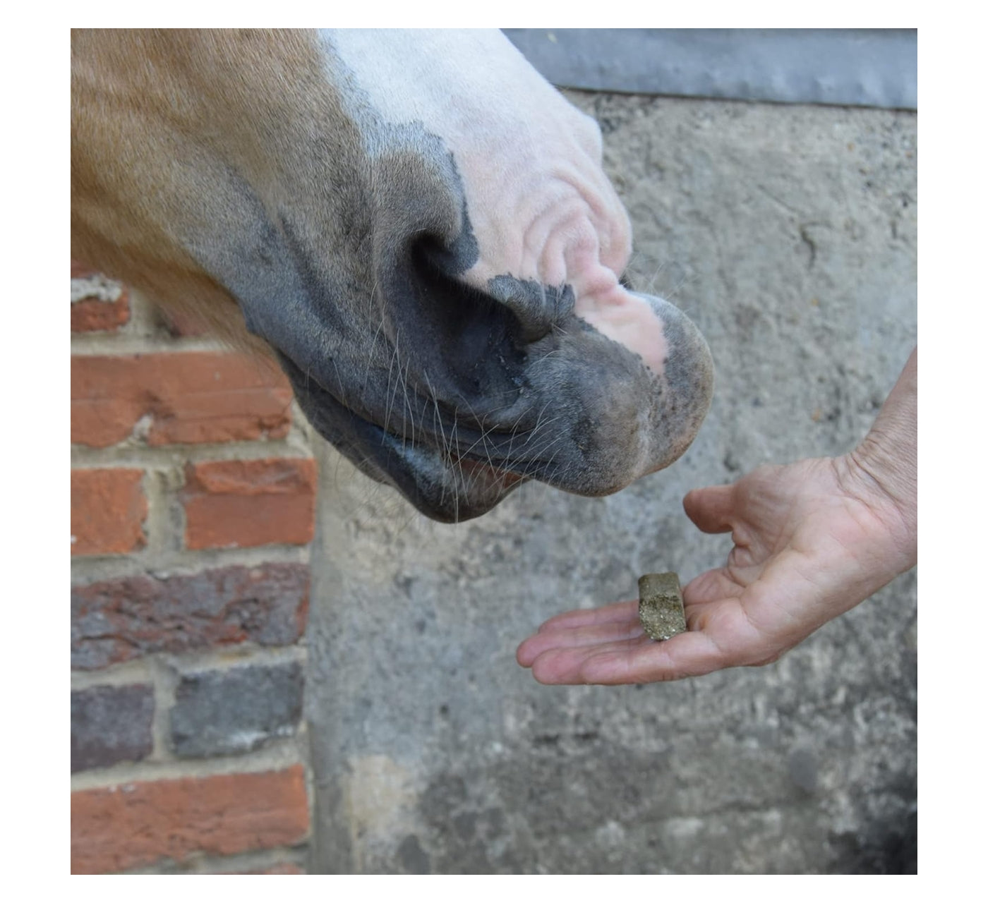 Spillers - Spearmint Horse Treats 1kg - Buy Online SPR Centre UK