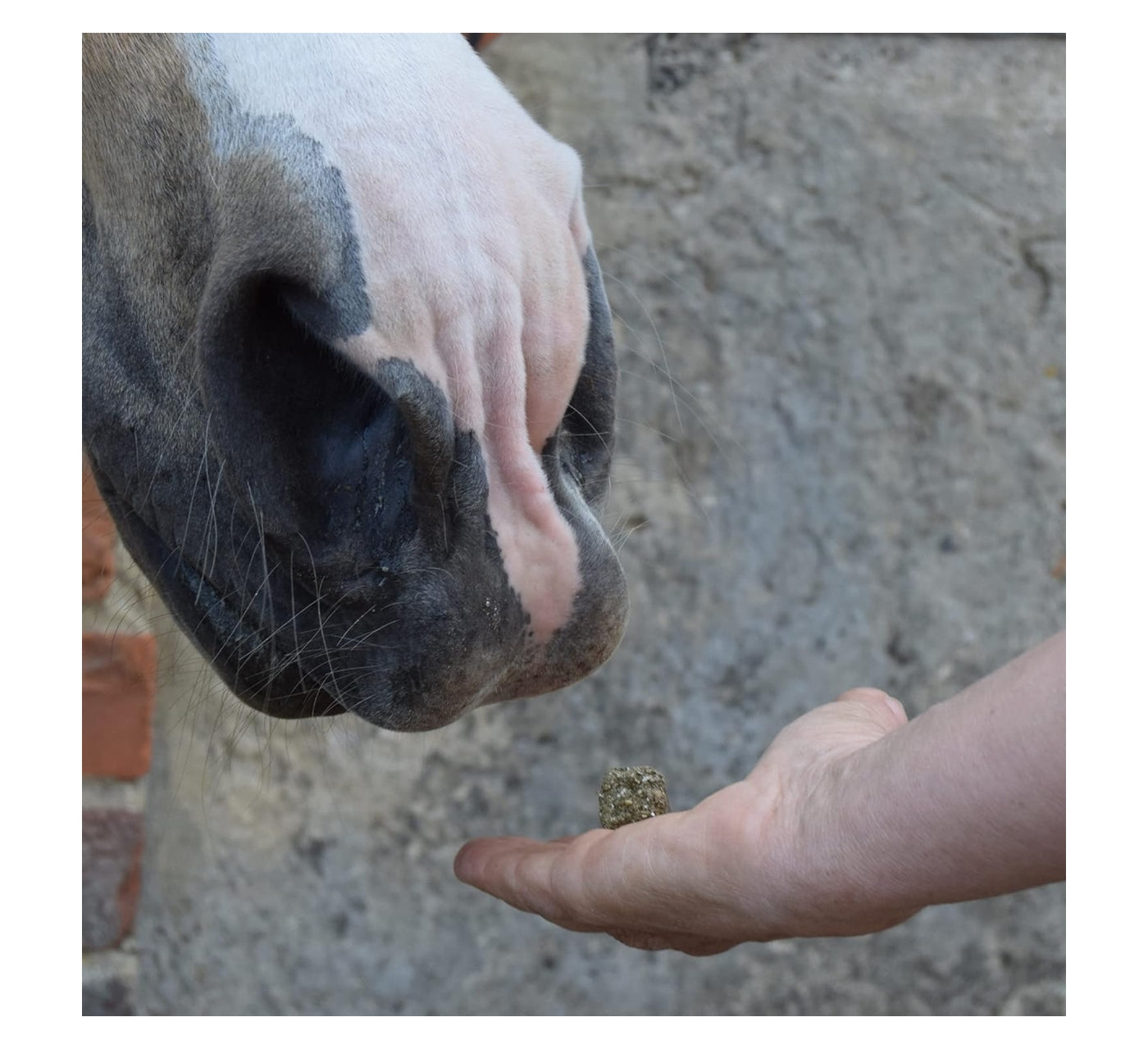 Spillers - Meadow Herb Horse Treats 1kg - Buy Online SPR Centre UK