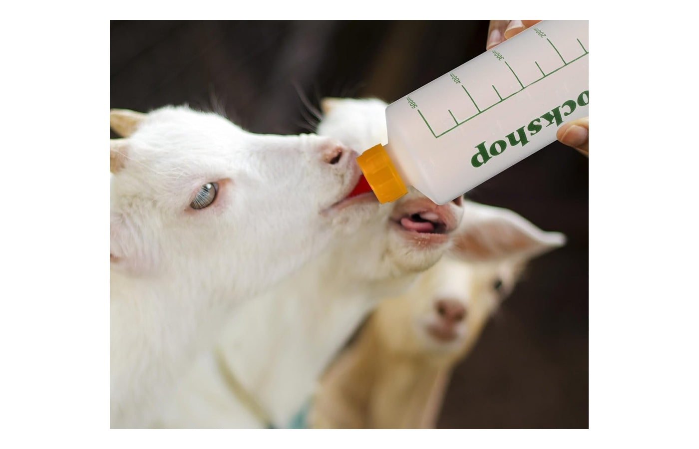 Lamb Feeding Bottle and Pritchard Teat