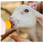 Lamb Feeding Bottle and Pritchard Teat