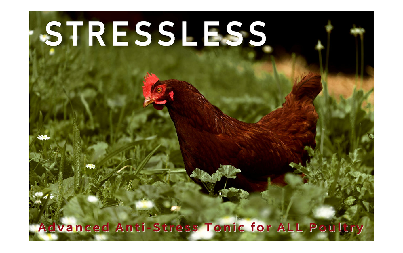 Stressless Poultry Tonic | Anti-Stress Chicken Supplement - Buy Online SPR Centre UK