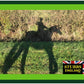 Stubbs - Haysaver Corner Rack S15 - Buy Online SPR Centre UK