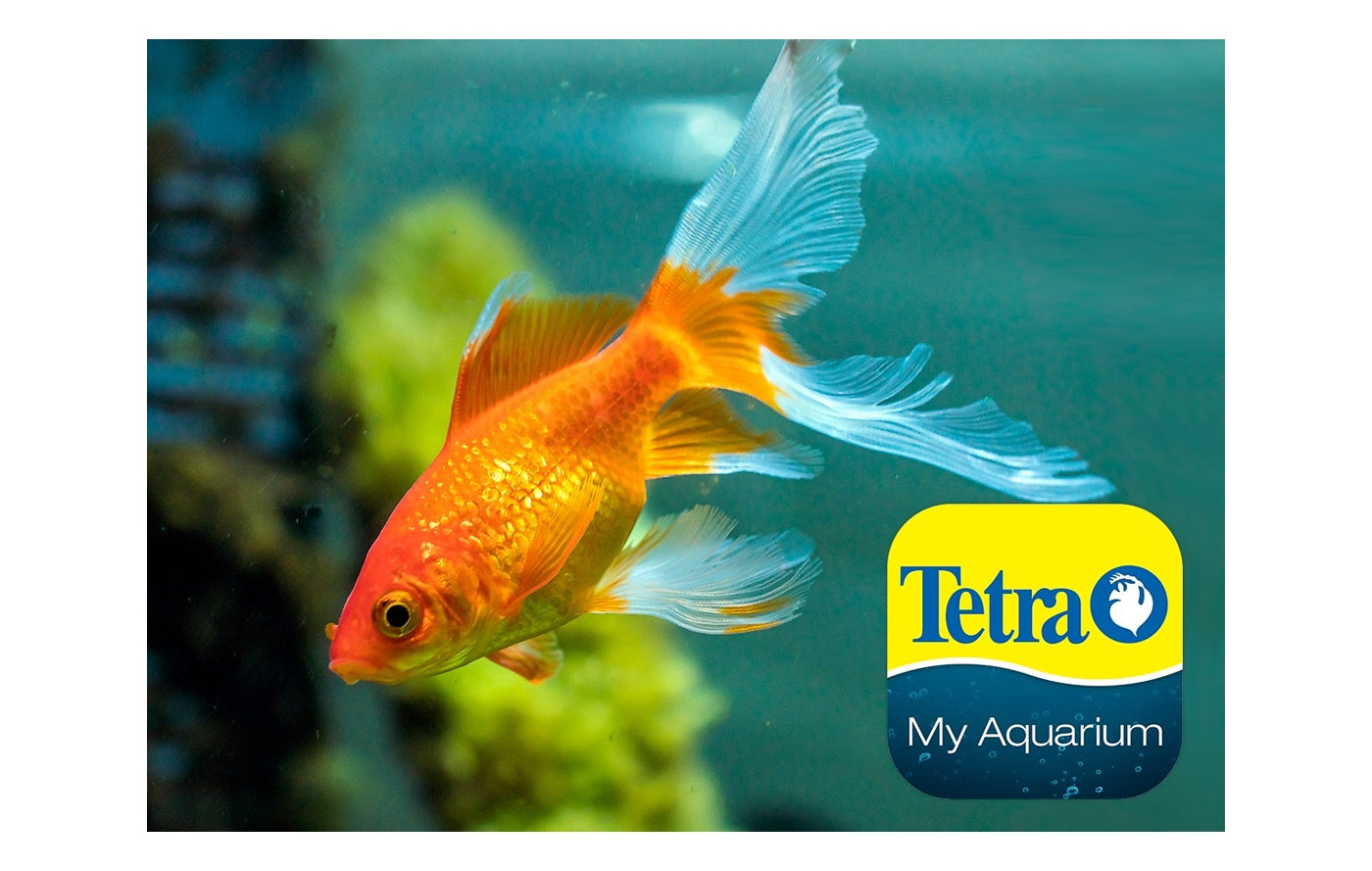 Aquarium fish hot sale shopping online