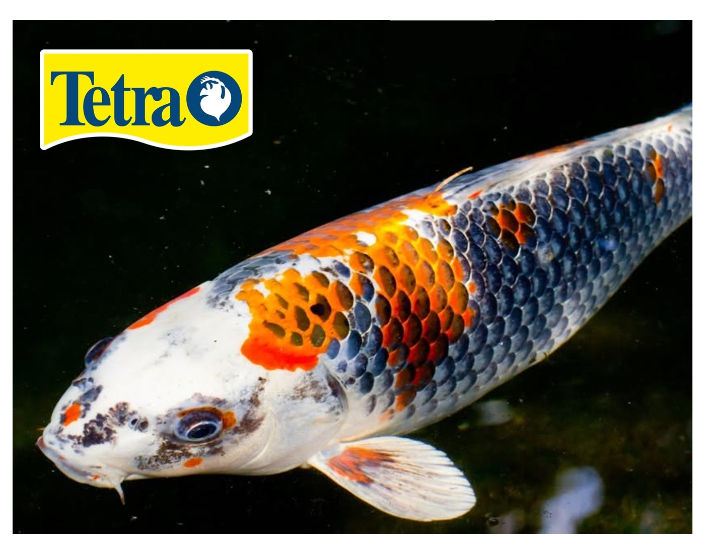 Tetra Pond - AquaSafe - Buy Online SPR Centre UK