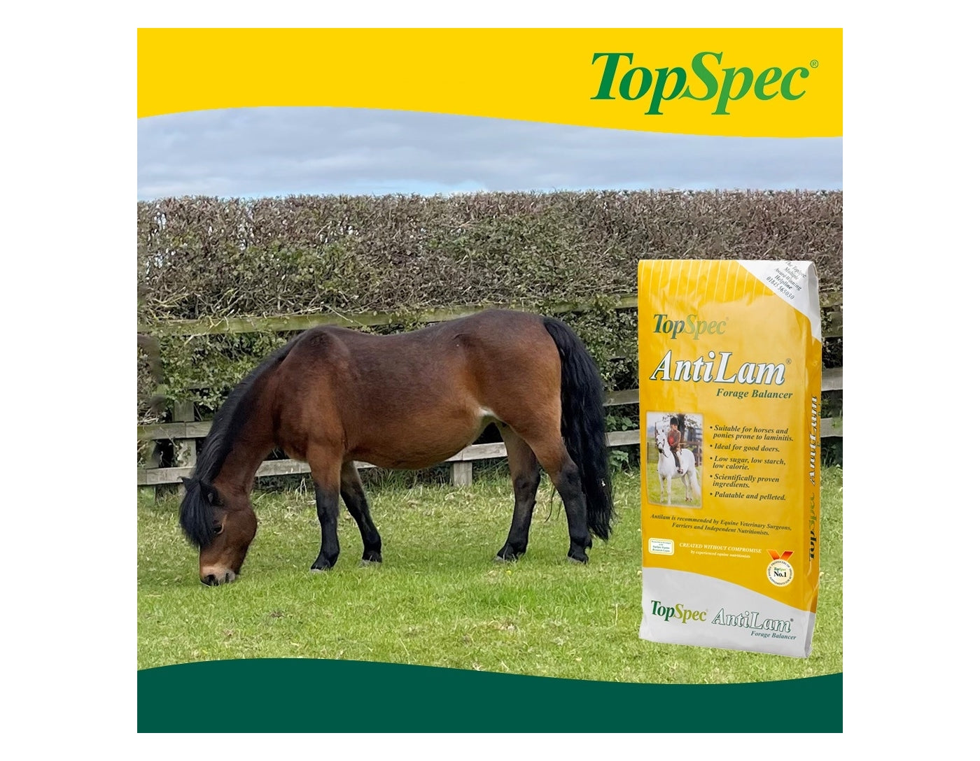 TopSpec AntiLam Forage Balancer | Horse Feed - Buy Online SPR Centre UK