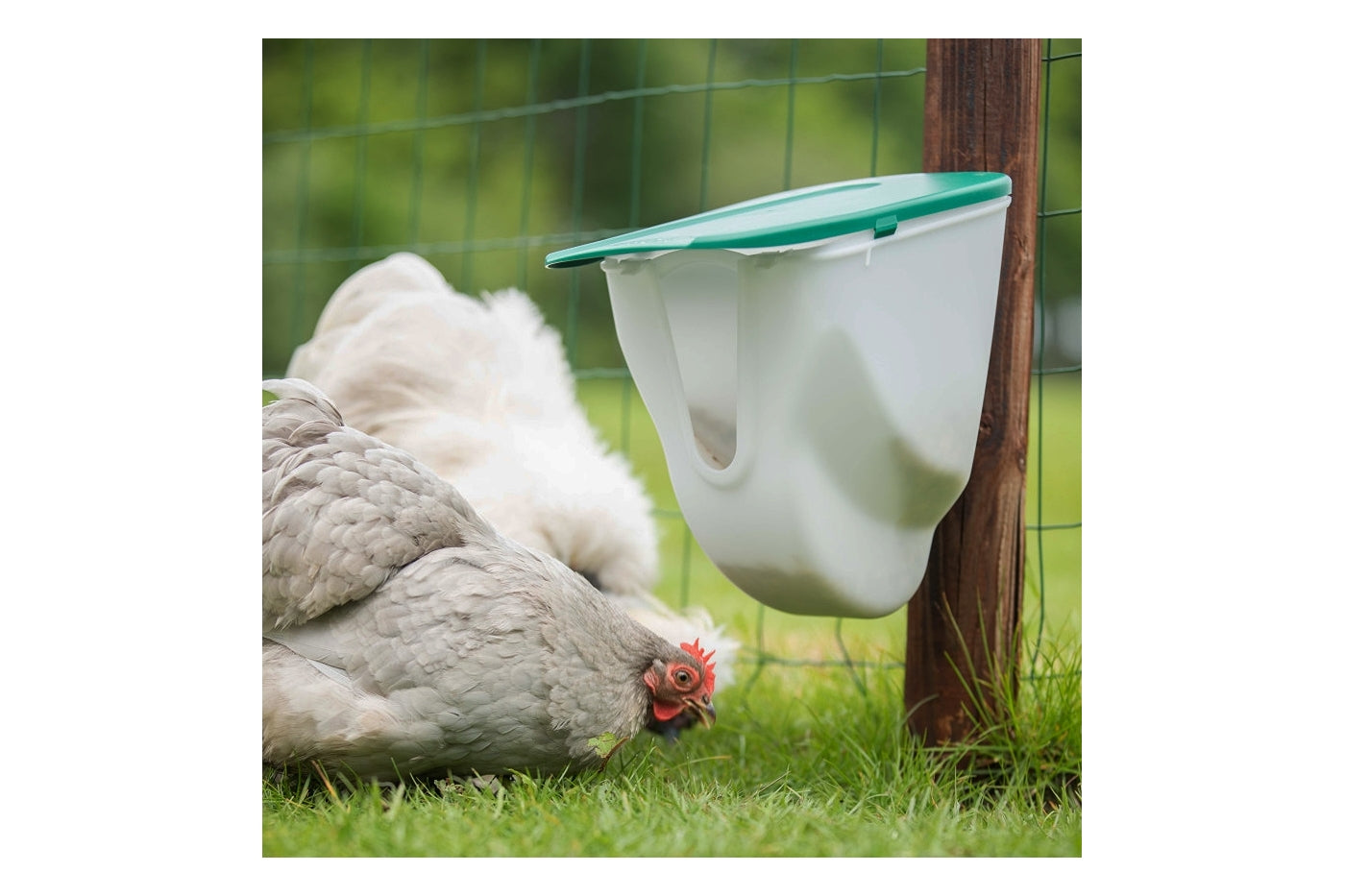 VFeedr® | No Waste Poultry Feeder 2.5kg - Buy Online SPR Centre UK