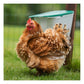 VFeedr® | No Waste Poultry Feeder 2.5kg - Buy Online SPR Centre UK