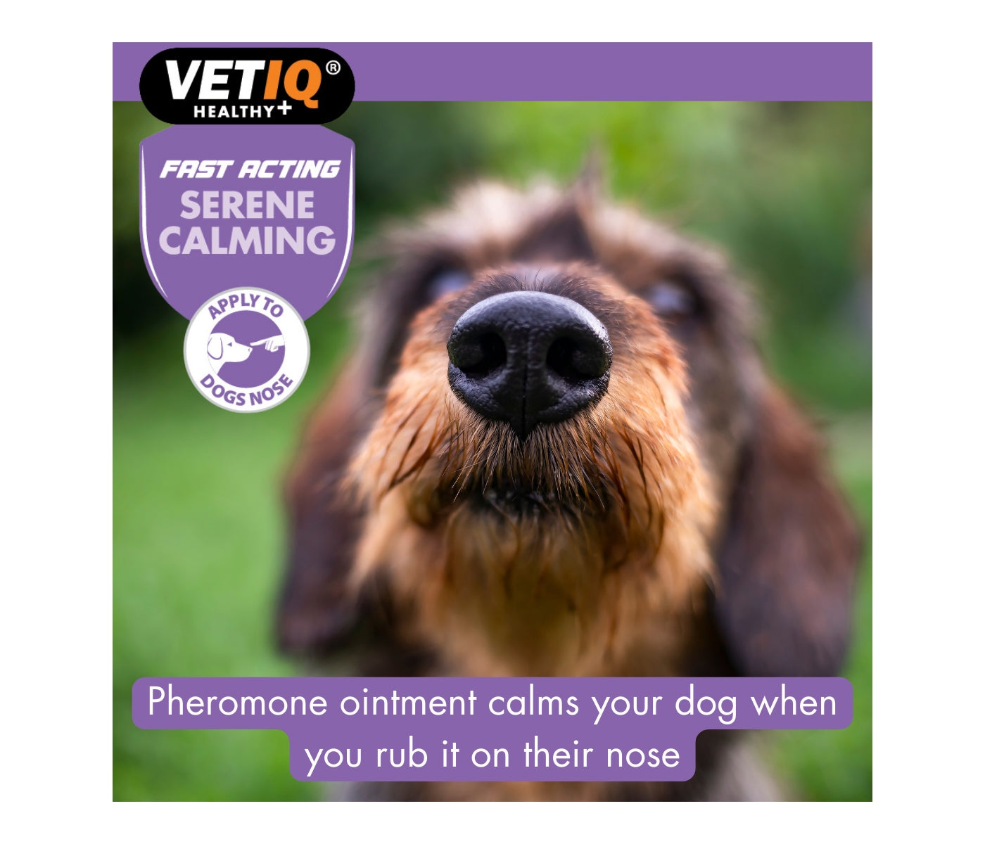 VETIQ - Serene Calming Ointment for Dogs - Buy Online SPR Centre UK