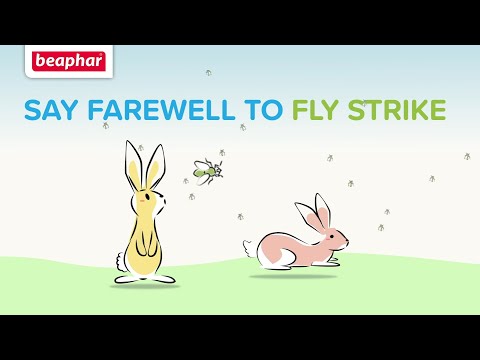 Beaphar - Fly Guard for Rabbits & Guinea Pigs - Buy Online SPR Centre UK