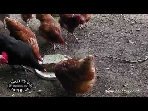 Halley's Hen Blox 1.25kg | Poultry Treat - Buy Online SPR Centre UK
