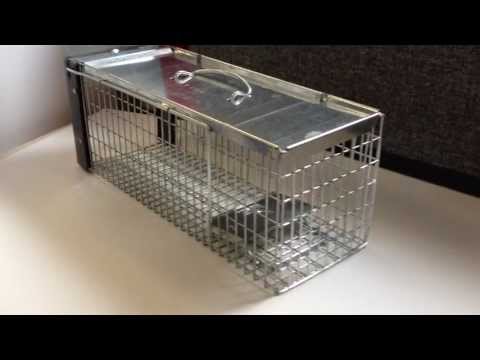 Rat deals cage online