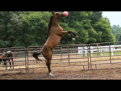 Horsemen's Pride Jolly Ball (Bubblegum) | Horse Toy - Buy Online SPR Centre UK