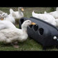BEC - Automatic Chicken & Duck Drinker - 16 litre - Buy Online SPR Centre UK