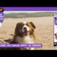 VETIQ - Serene Calming Ointment for Dogs - Buy Online SPR Centre UK