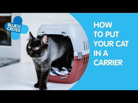 Cat carrier online hotsell