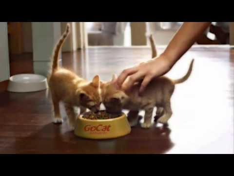 Go-Cat - Kitten Dry Food (Chicken & Turkey) - Buy Online SPR Centre UK