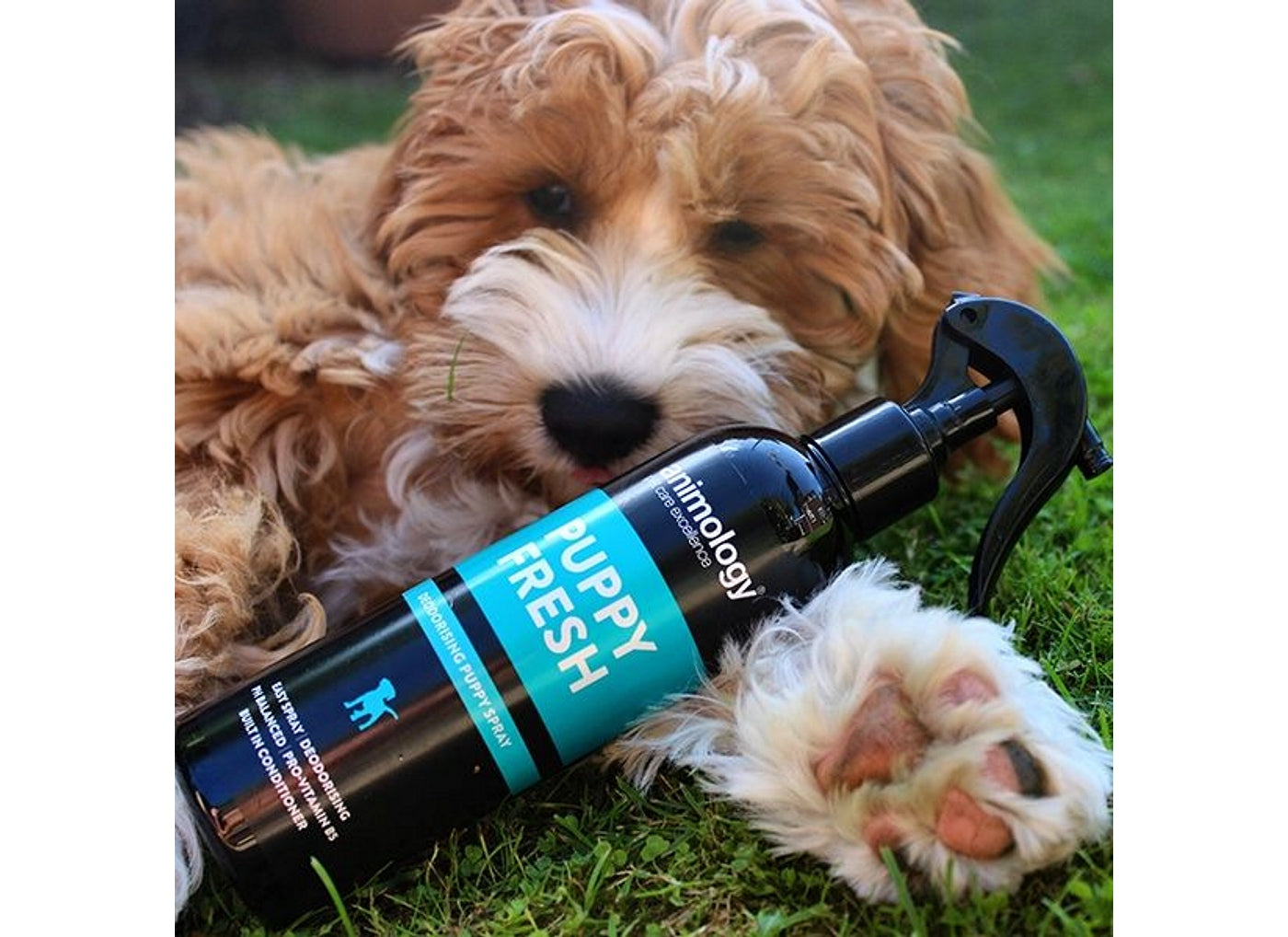 Puppy fresh hot sale spray