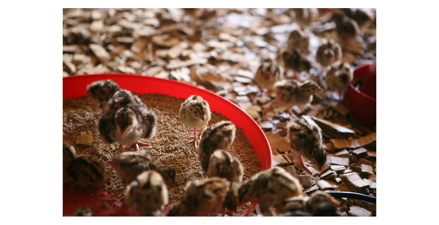 BEC Plastic Feeding Tray for Poultry & Pigeons - Buy Online SPR Centre UK