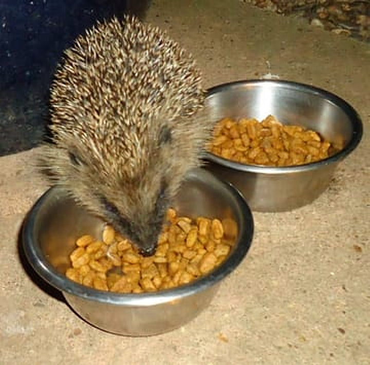 Hedgehog food hotsell cat food