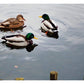 Quackers Duck Food 500g - Buy Online SPR Centre UKCopdock Mill - Quackers Duck Food 500g - Buy Online SPR Centre UK
