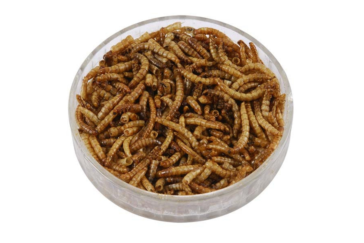 Dried Mealworms - 500g