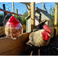 Feathers & Beaky - Peck-It Treat Dispenser for Chickens - Buy Online SPR Centre UK