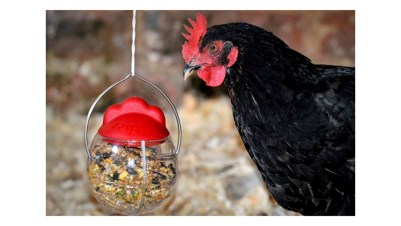 Chicken hot sale treat dispenser