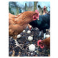 Feldy - Chicken Pecker Balls (Garlic Flavour) 6 Pack - Buy Online SPR Centre UK