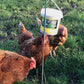 Feldy - Pecker Block for Chickens (Mixed Berries Flavour) - Buy Online SPR Centre UK
