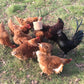 Feldy - Hanging Pecker Block for Chickens - Buy Online SPR Centre UK