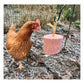 Feldy - Pecker Block for Chickens (Mixed Berries Flavour) - Buy Online SPR Centre UK