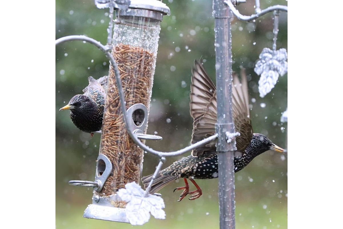Henry Bell - Heritage Suet Bites and Mealworm Feeder
