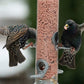 Henry Bell - Heritage Suet Bites and Mealworm Feeder