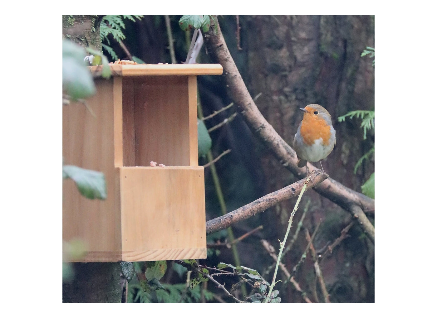 Wildbird cheap robin modal