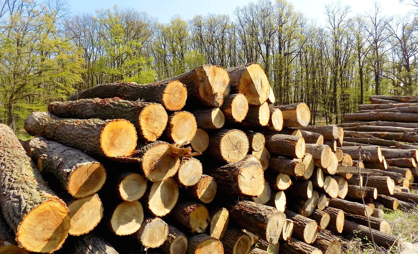 Japonica - Firewood Logs (1 x Netting Bag)