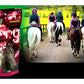 NAF - Cherry Treats | Horse Treats - Buy Online SPR Centre UK
