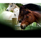 NAF NaturalintX Wound Cream | Horse Care - Buy Online SPR Centre UK
