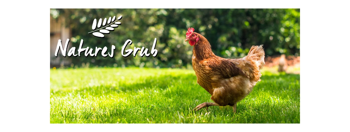 Natures Grub - Poultry Treats - Buy Online SPR Centre UK