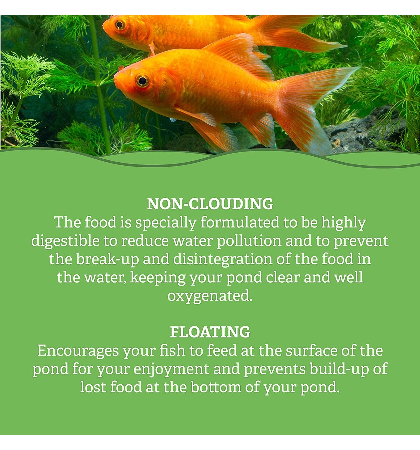 Feeder fish online store