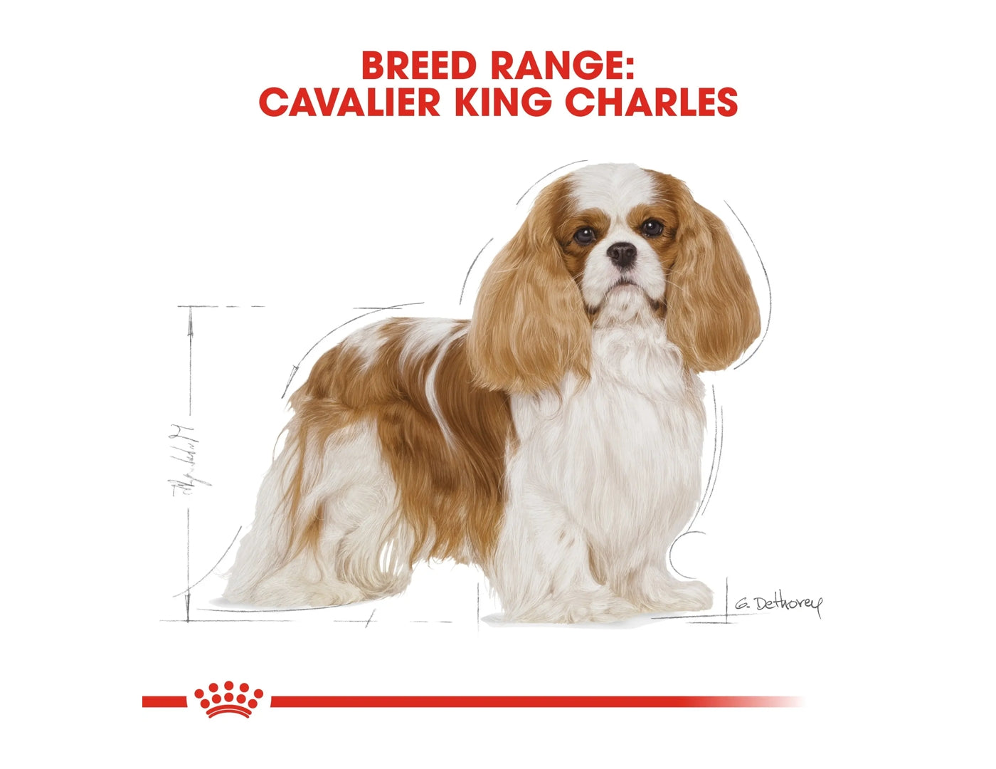 Royal canin cavalier shop king charles adult