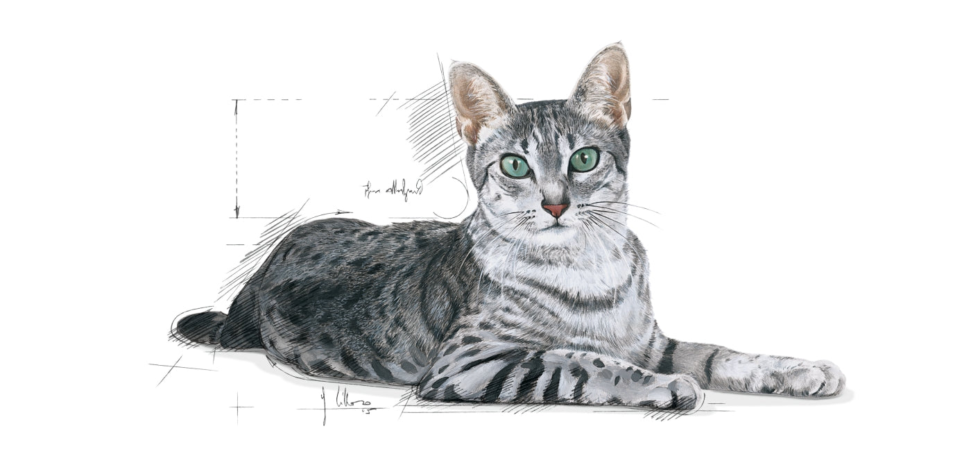 Royal canin hotsell cat food indoor
