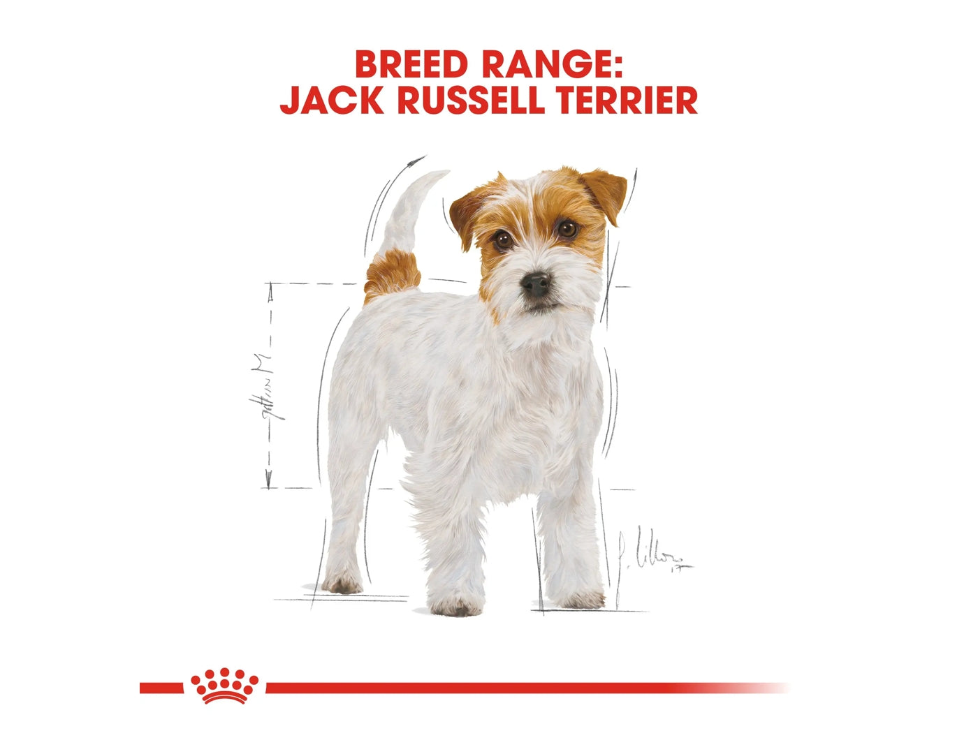 Buy clearance jack russell