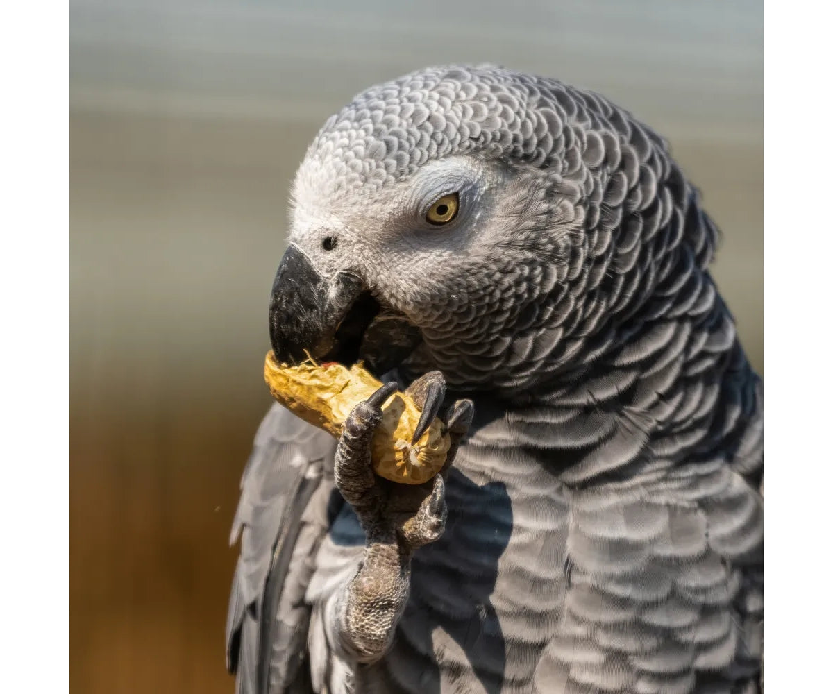 African grey parrot food for outlet sale