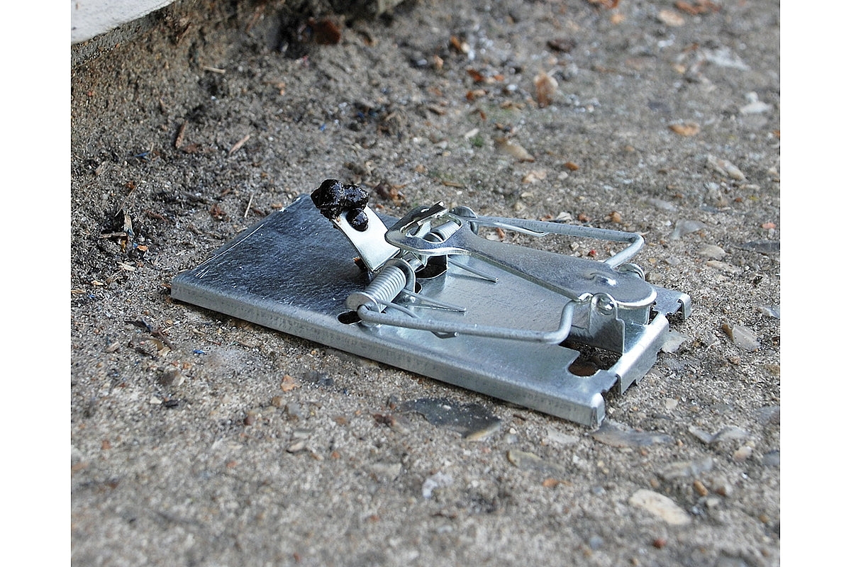 Best place to sale buy mouse traps