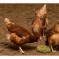 Silvermoor - Alfa Grit Block for Chickens 1kg - Buy Online SPR Centre UK